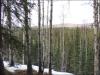 4.43 Acres Alaska Land