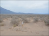 Colorado Land for Sale, 1.25 Acres