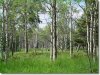 1 Acre Colorado Land