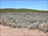 5.56 Acres Colorado Land