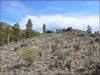 5.0 Acres of Colorado Land for Sale