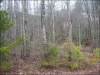 1.23 Acres North Carolina Land