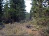2.3 Acres Oregon Land