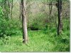 Owner Financing, $300 per month 5.7 Acres Missouri Land