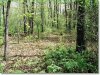 Missouri Land for Sale, $270 per month 5.36 Acres Missouri Land