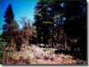 Cheap Oregon Land for Sale, 4.0 Acres