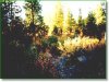 Oregon Land