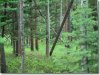 2.50 Acres of Colorado Land for Sale