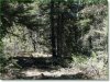 1.58 Acres of Colorado Land