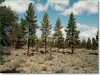 2.30 Acres of Oregon Land