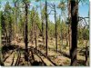 Oregon Land for Sale, 1.43 Acres 1.43 Acres Oregon Land