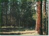 Oregon Land, 1 Acre
