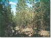 Oregon Land, 1 Acre