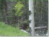 Colorado Land for Sale