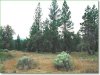2.30 Acres of Oregon Land