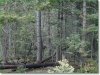 Colorado Land for Sale, 1.40 Acres