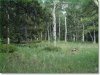 Colorado Land, 1.20 Acres