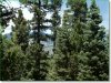 4.0 Acres, Cheap Colorado Land for Sale