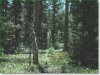 Colorado Land for Sale
