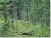 5.156 Acres of Colorado Land for Sale
