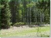 1.29 Acres of Colorado Land