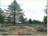 9.56 Acres Oregon Land