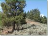 Colorado Land, 5 Acres
