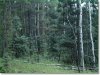 Colorado Land