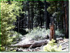 5.0 Acres of Cheap Colorado Land