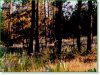 2.2 Acres Oregon Land