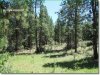 1.5 Acres of Oregon Land for Sale