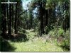 Oregon Land for Sale, 1.50 Acres