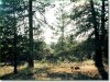 Oregon Land for Sale, 2.3 Acres