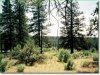 Oregon Land