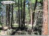 2.60 Acres of Oregon Land