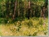 10.145 Acres for $201 a month 10.145 Acres Missouri Land