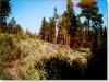 Cheap Oregon Land for Sale, 5.80 Acres
