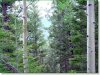 Colorado Land for Sale, 5.1 Acres