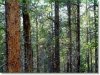 4.390 Acres Colorado Land