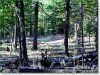 Colorado Land for Sale