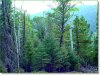1.599 Acres of Colorado Land for Sale