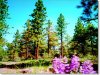 Oregon Land for Sale, 2.30 Acres
