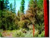 2.3 Acres Oregon Land