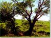 40.0 Acres of Cheap South Dakota Land for Sale