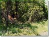 Cheap Missouri Land for Sale, 11.0 Acres