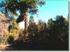 2.3 Acres of Oregon Land for Sale