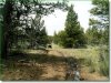 2.3 Acres of Oregon Land for Sale