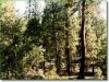Oregon Land, 2.31 Acres