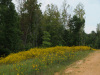 Tennessee Land for Sale