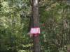 Tennessee Land Auction, 5 Acres 5 Acres Tennessee Land